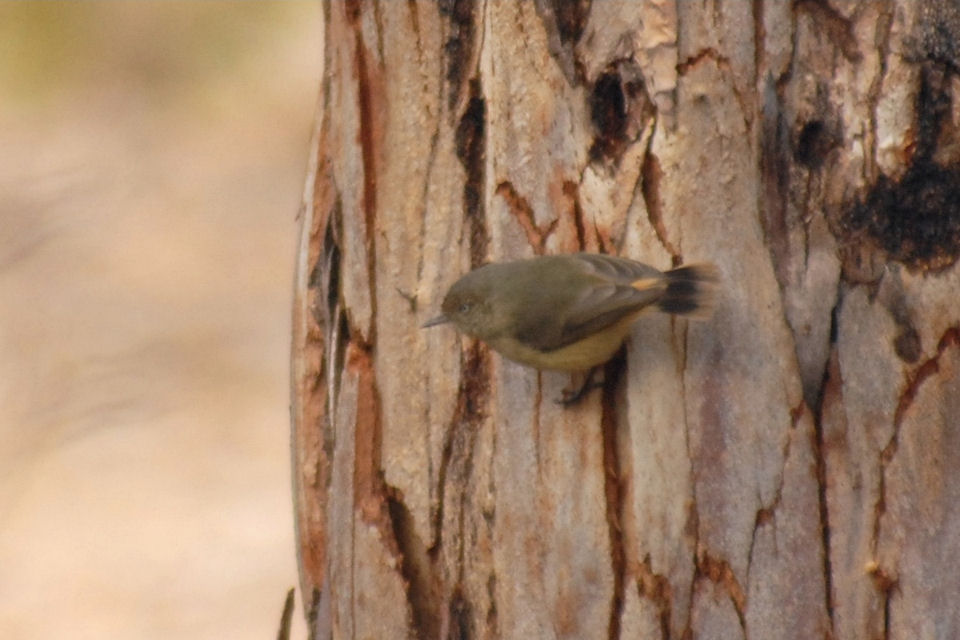 Buff-rumped Thornbill (Acanthiza reguloides)